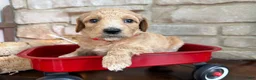 Labradoodle dogs for sale: Cinnamon (Girl) - Ad 2