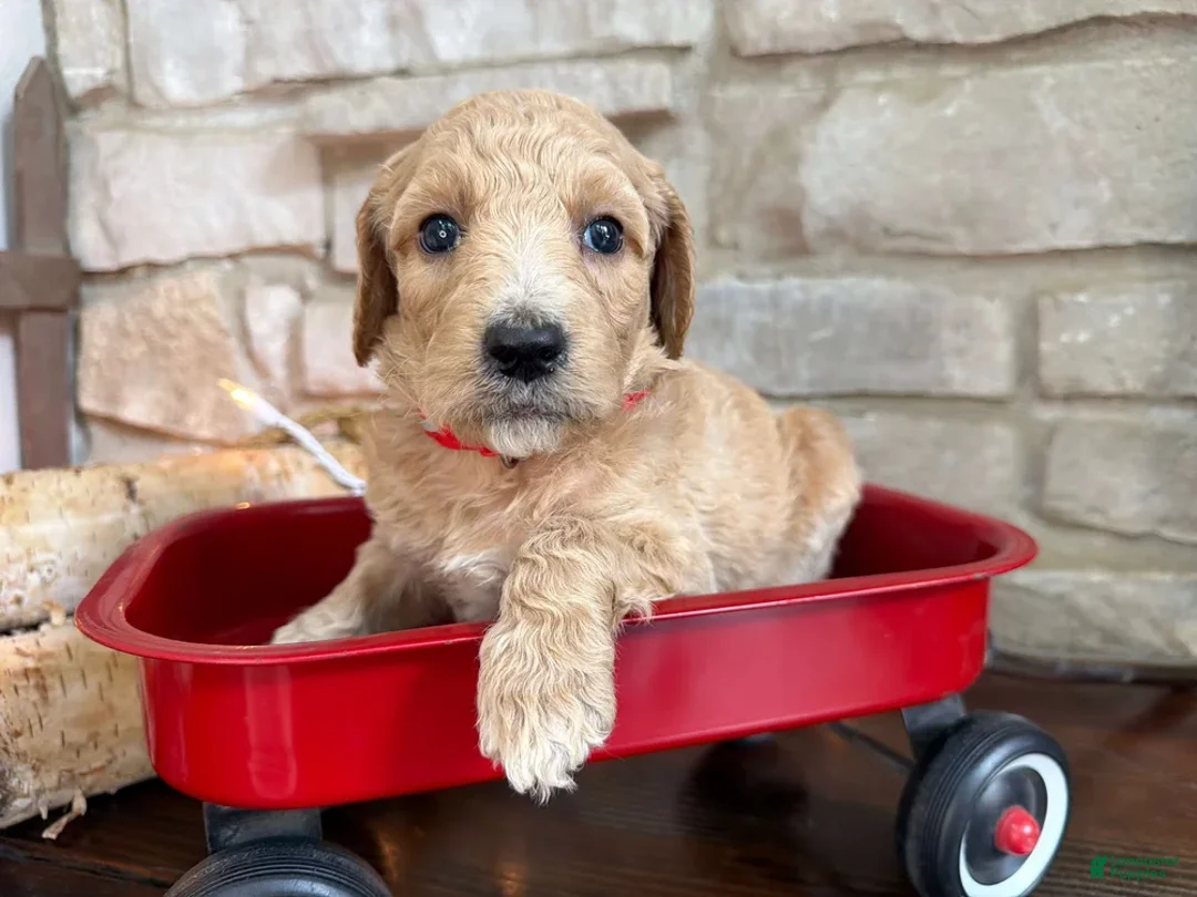 Labradoodle dogs for sale: Cinnamon (Girl) - Ad 2