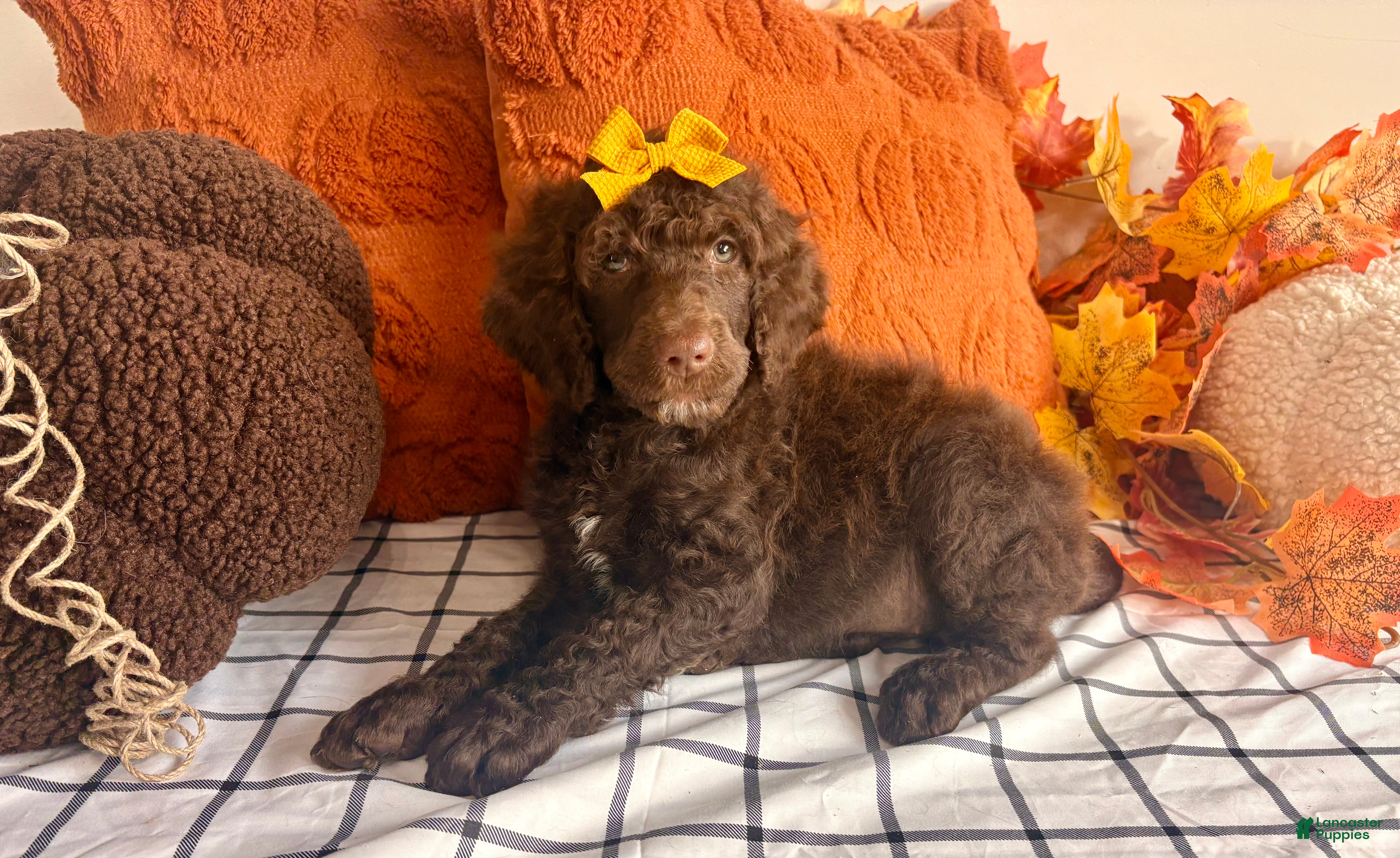 Standard Poodle dogs Ready 9/15! 🌻 Gold collar 🌻 - Ad 1