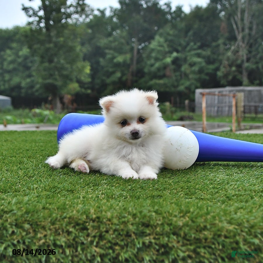 Pomeranian dogs Lincoln - Ad 1
