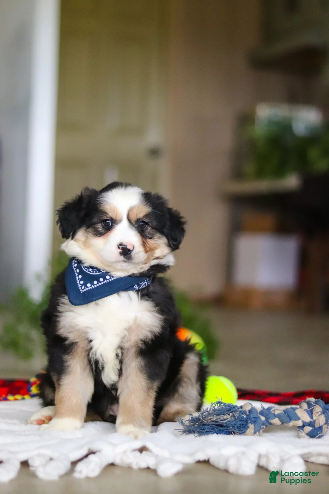 Australian Shepherd dogs for sale: Tucker - Ad 2