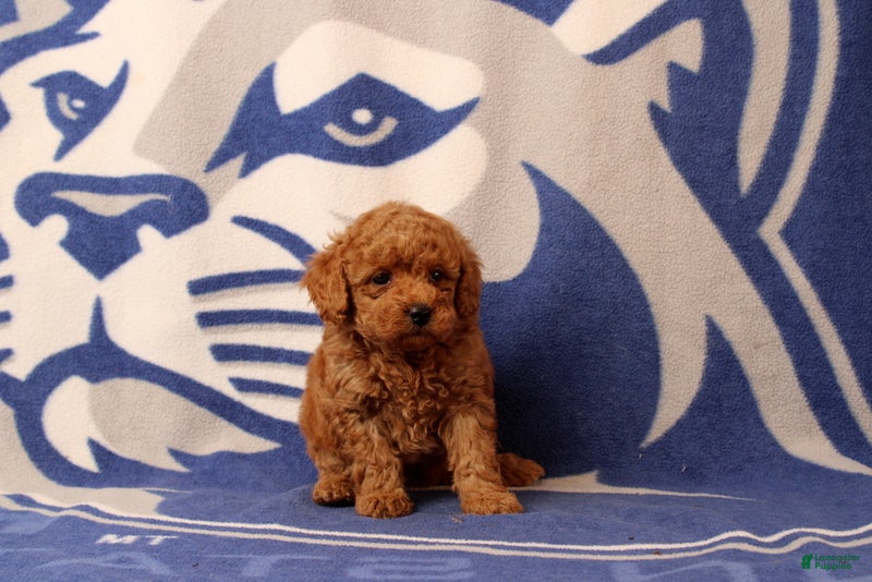 Toy Poodle dogs Fiona - Ad 2