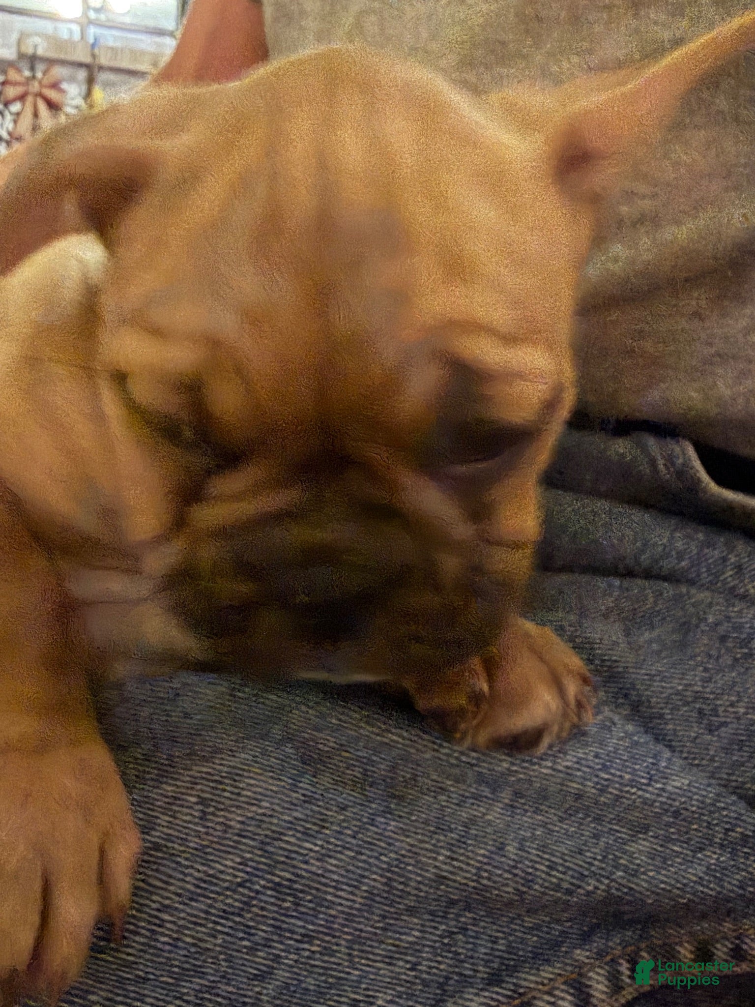 French Bulldog dogs French Bulldog 5 - Ad 29