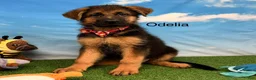German Shepherd dogs for sale: Odelia - Ad 1