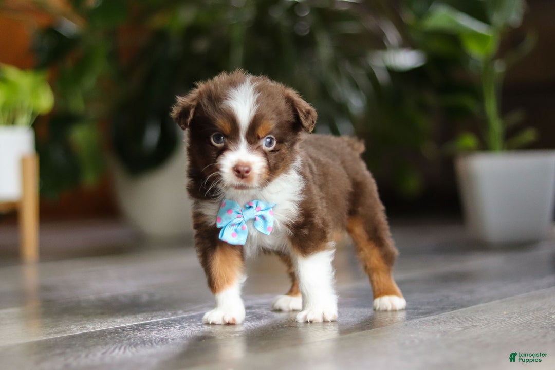 Miniature Australian Shepherd dogs for sale: Cadbury - Ad 11