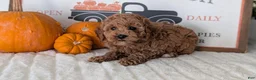 Miniature Poodle dogs for sale: Harper - Ad 7