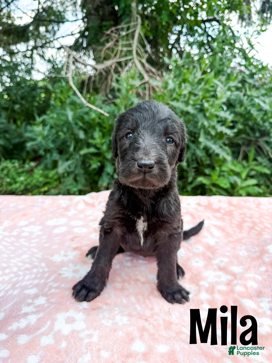 Mixed Breed dogs for sale: Mila - Ad 1
