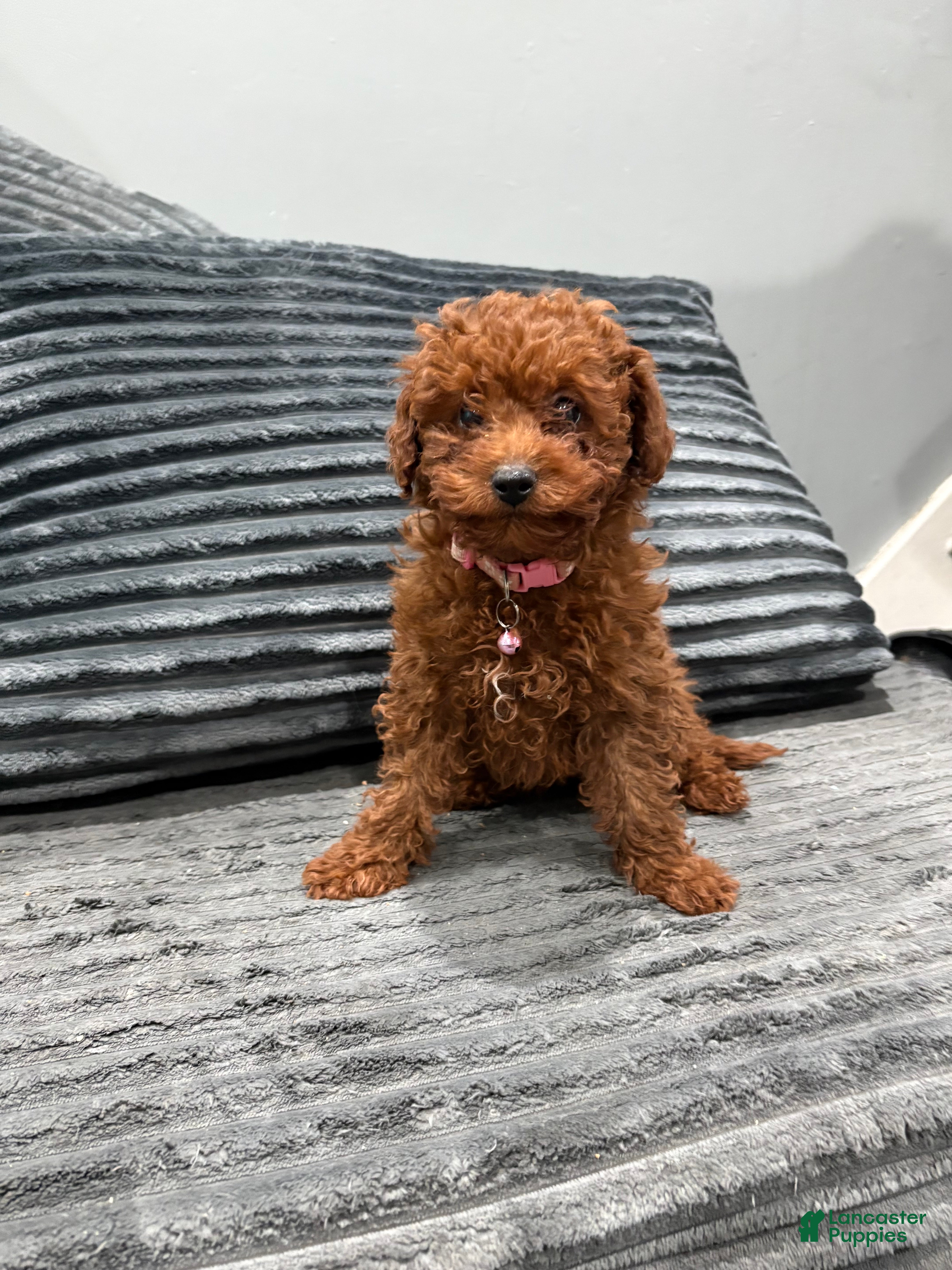 Toy Poodle dogs Toy Poodle Puppy 1 - Ad 1