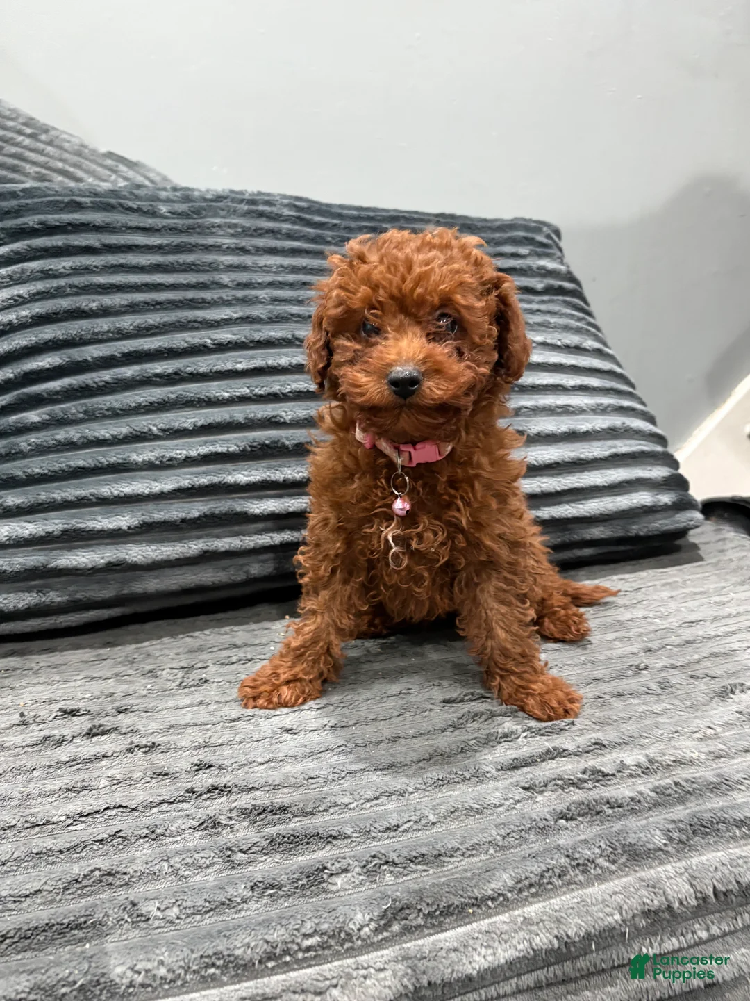 Toy Poodle dogs for sale: Toy Poodle Puppy 1 - Ad 1