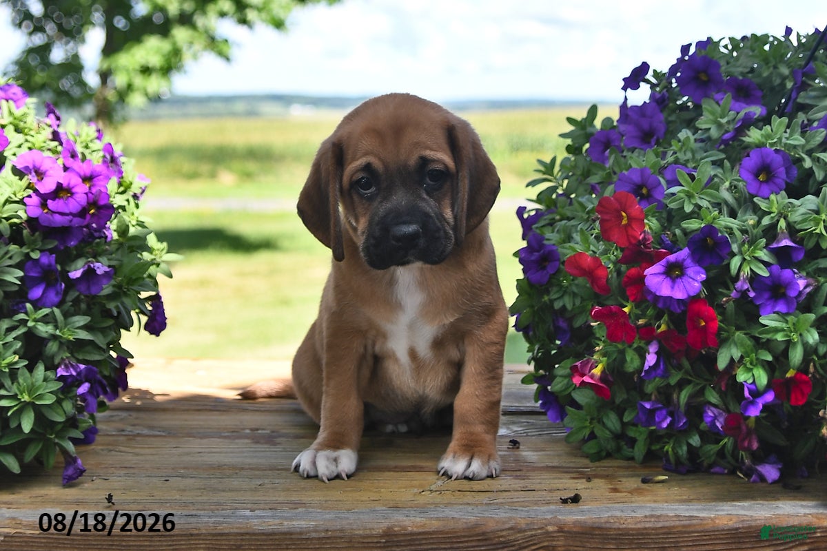 Puggle dogs Scout - Ad 1