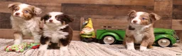 Toy Australian Shepherd dogs for sale: Canyon red merle m - Ad 5