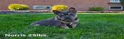 French Bulldog dogs for sale: Grace - Ad 10