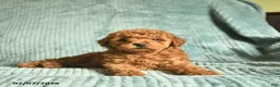Toy Poodle dogs for sale: Frank  - Ad 5