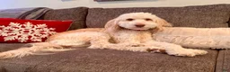 Double Doodle dogs for sale: Amy - Ad 5