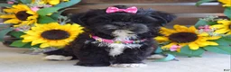 Shih Tzu dogs for sale: Riley - Ad 5