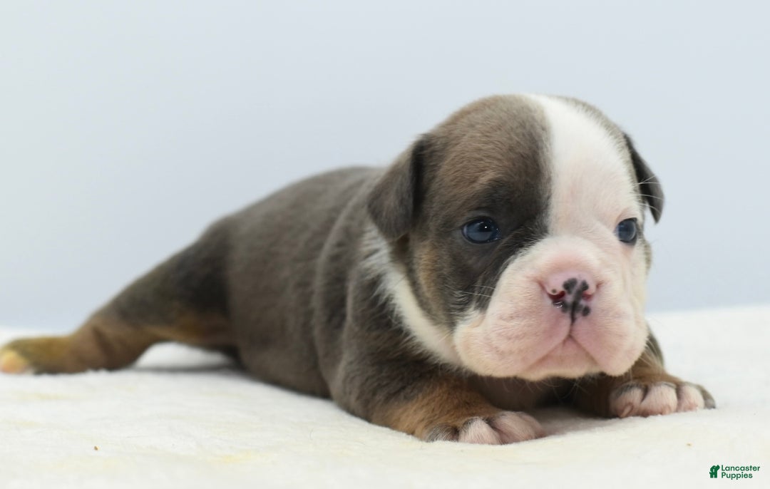 Mixed Breed dogs for sale: Duke mini bulldog  - Ad 2