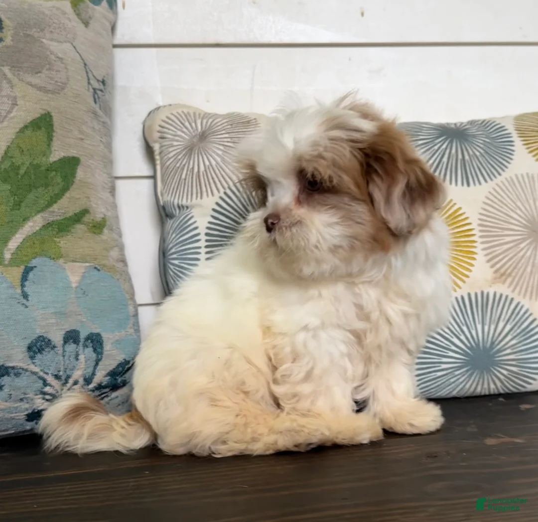 Shihpoo dogs for sale: Prince  - Ad 2