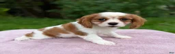 Cavalier King Charles Spaniel dogs for sale: Allie - Ad 3