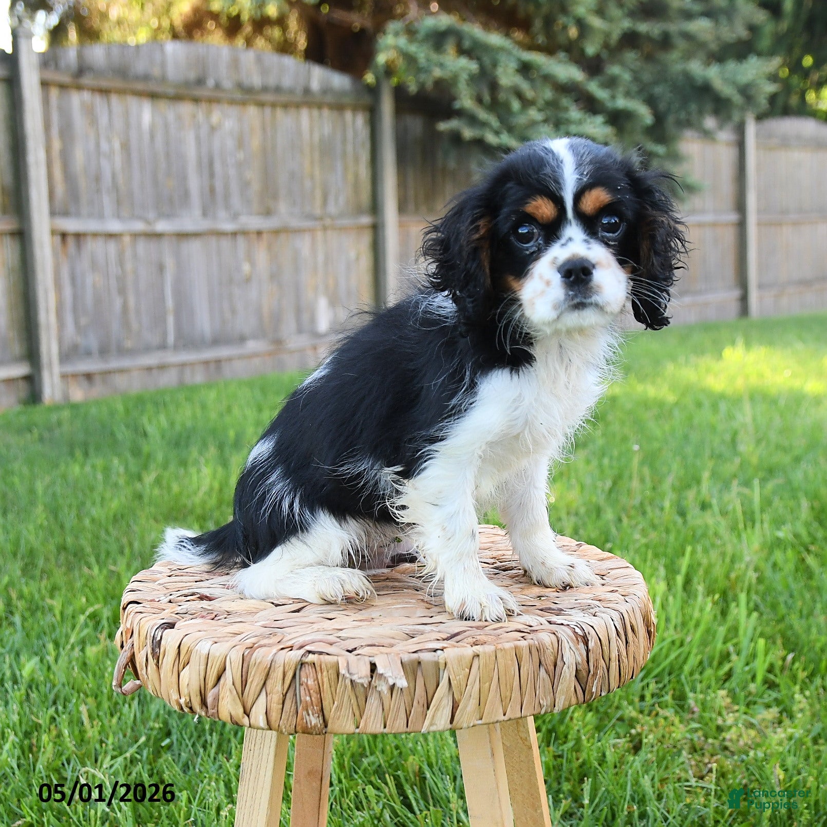 Cavalier King Charles Spaniel dogs for sale: Mason - Ad 4