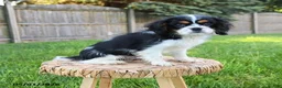 Cavalier King Charles Spaniel dogs for sale: Mason - Ad 1