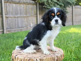 Cavalier King Charles Spaniel dogs for sale: Mason - Ad 4