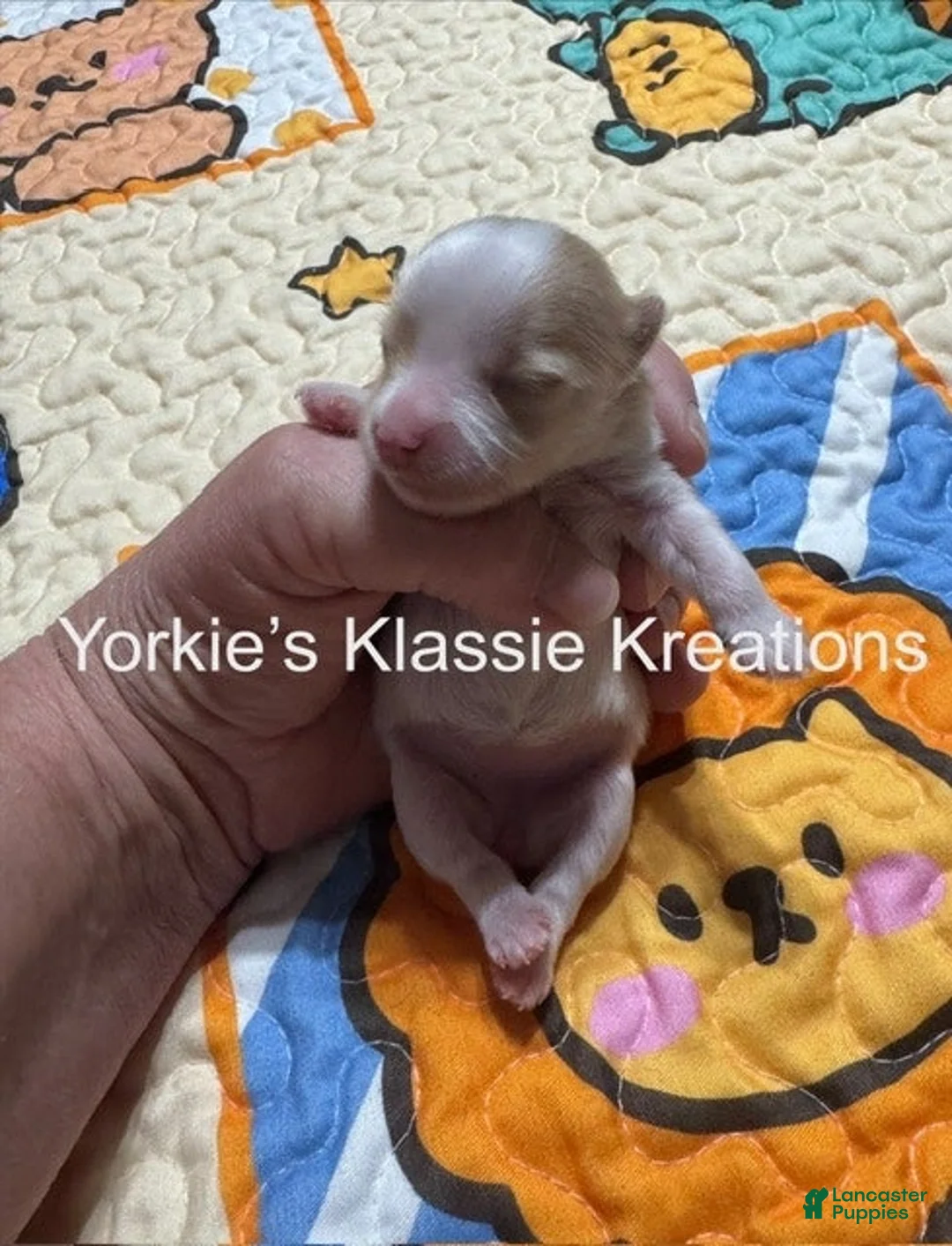 Yorkshire Terrier dogs for sale: KIANA - Ad 3