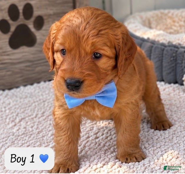 Goldendoodle dogs Rusty - Ad 1
