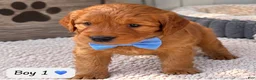 Goldendoodle dogs for sale: Rusty - Ad 1
