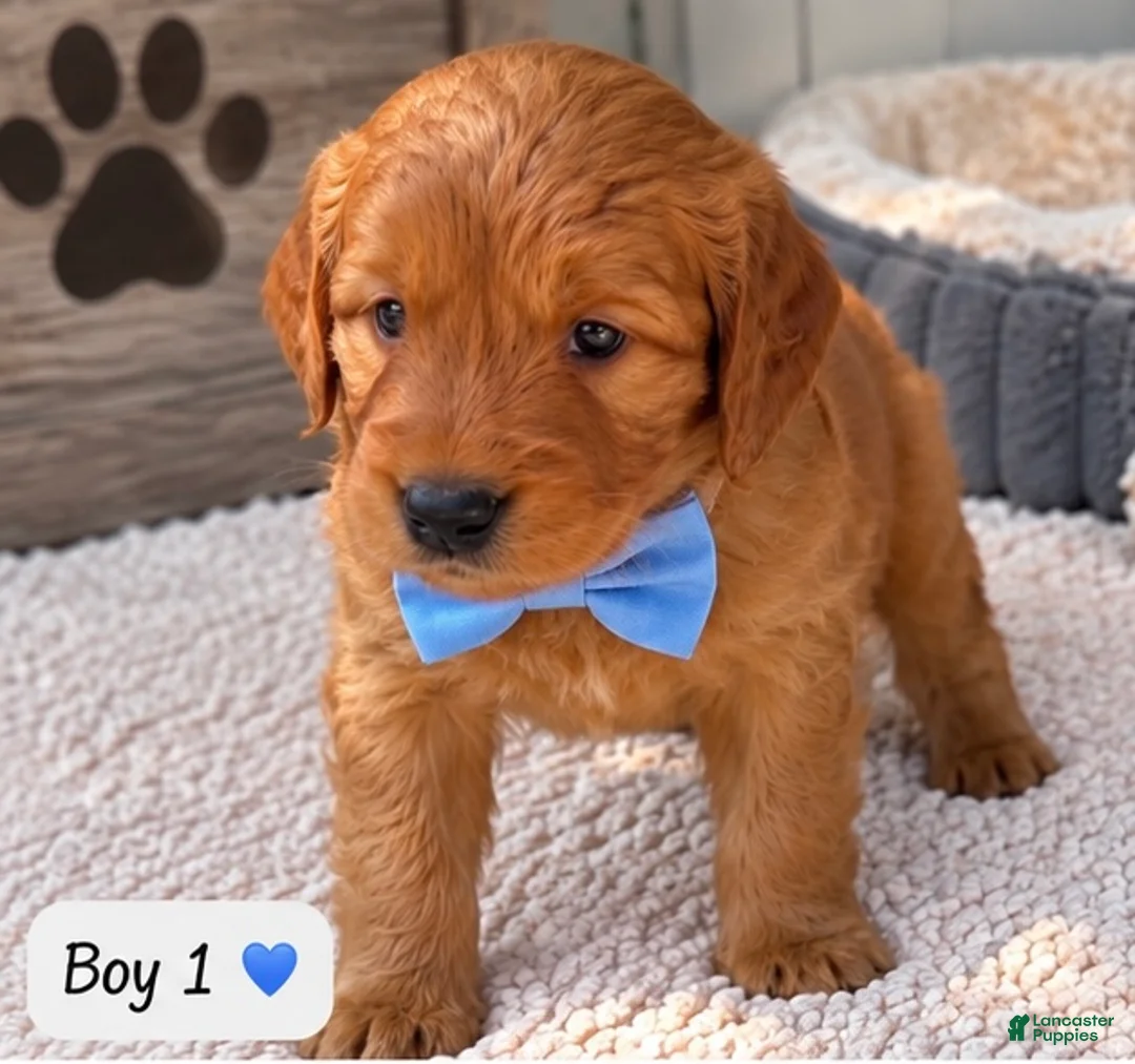 Goldendoodle dogs for sale: Rusty - Ad 1