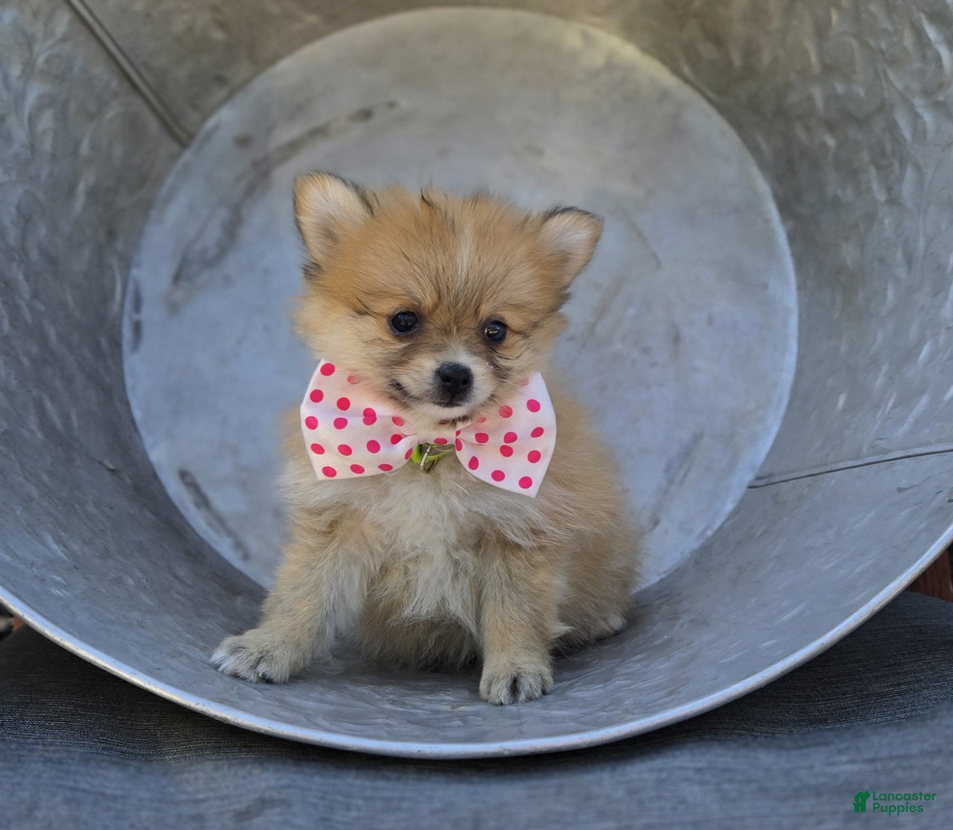 Pomeranian dogs Shadow - Ad 1