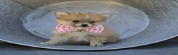 Pomeranian dogs for sale: Shadow - Ad 1