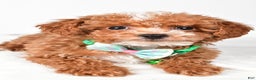 Toy Poodle dogs for sale: Eclare - Ad 4