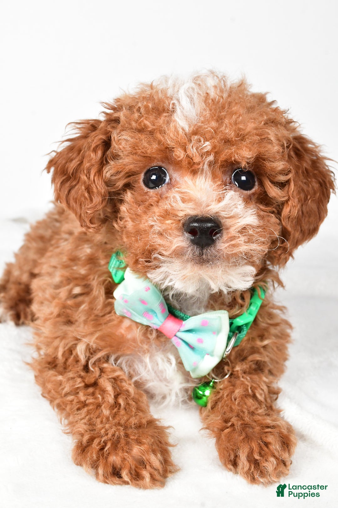 Toy Poodle dogs for sale: Eclare - Ad 4