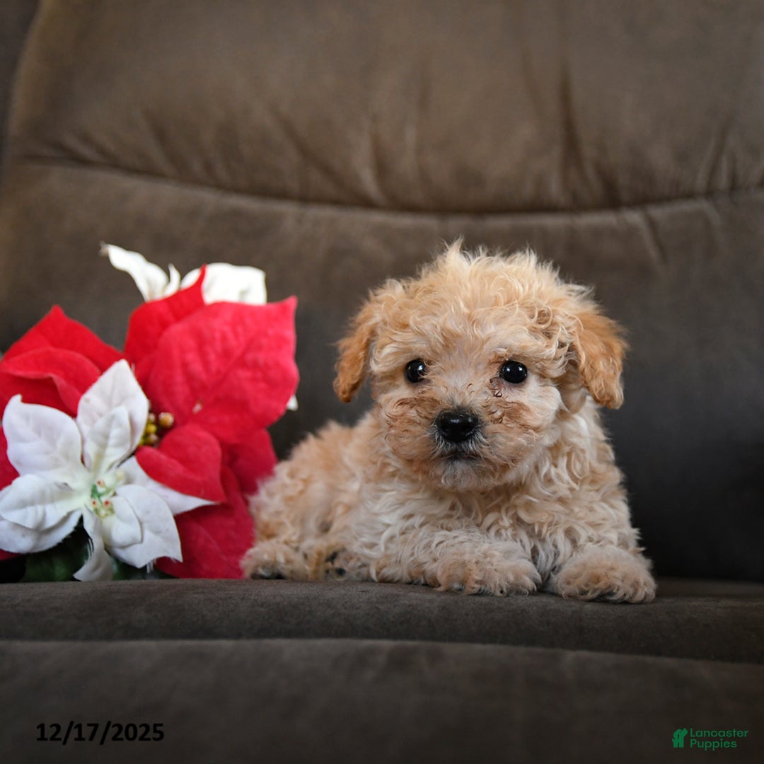 Teddy Bear dogs for sale: Snickers - Ad 4