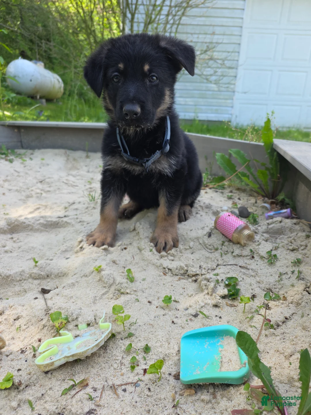 German Shepherd dogs for sale: Alex - Ad 2