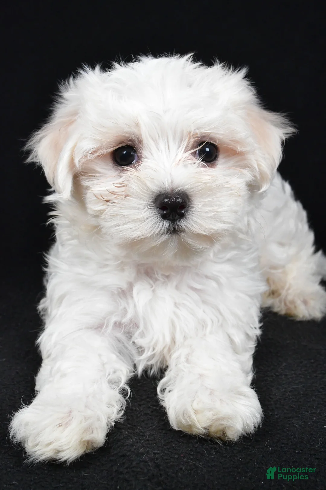 Maltese dogs for sale: Chloe - Ad 3