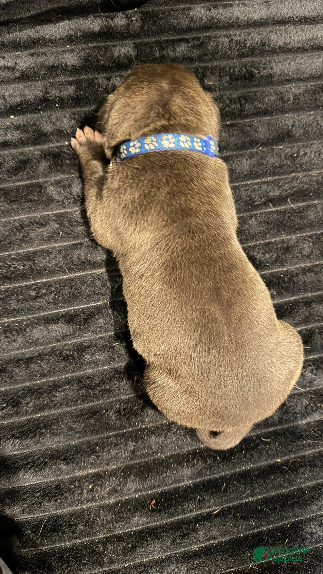 Mixed Breed dogs for sale: Mixed Breed Puppy 8 - Ad 12