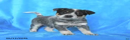 Australian Cattle Dog dogs for sale: Tucker - Ad 1