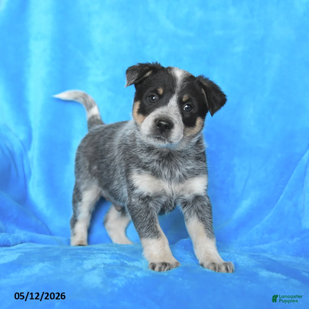Australian Cattle Dog dogs for sale: Tucker - Ad 1