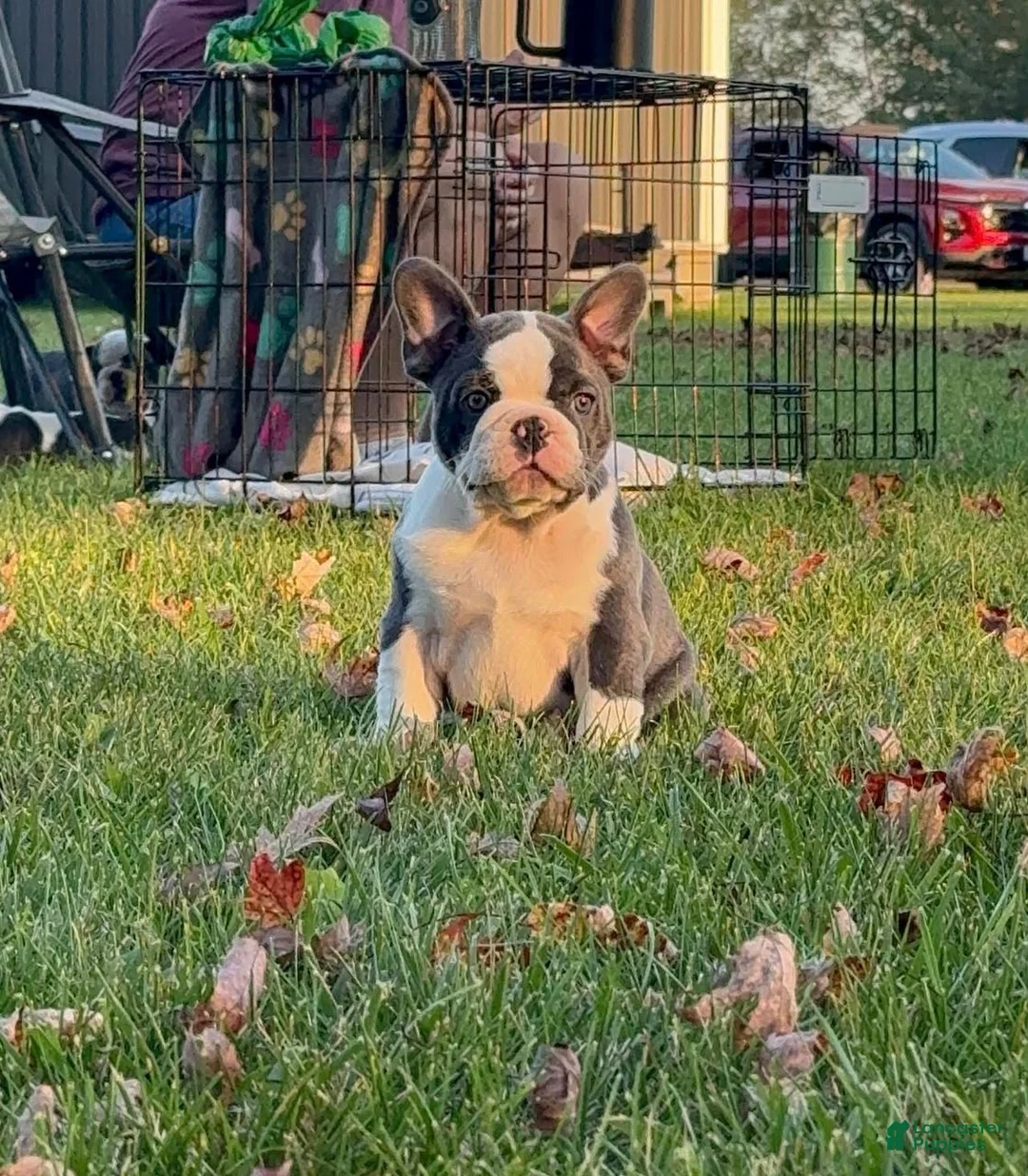 French Bulldog dogs for sale: Louise - Ad 2
