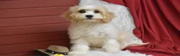 Cavachon dogs for sale: Mason - Ad 2