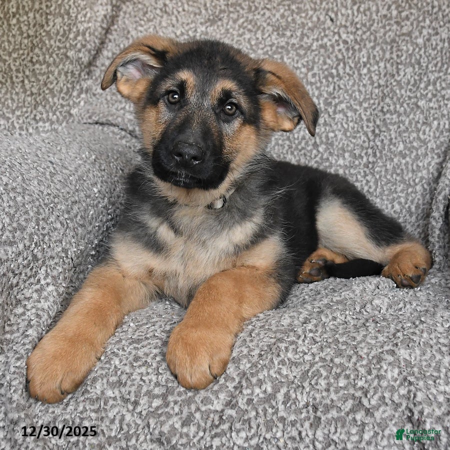 German Shepherd dogs Samson - Ad 42