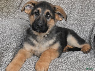German Shepherd dogs Samson - Ad 42