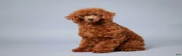 Miniature Poodle dogs for sale: Finley - Ad 5