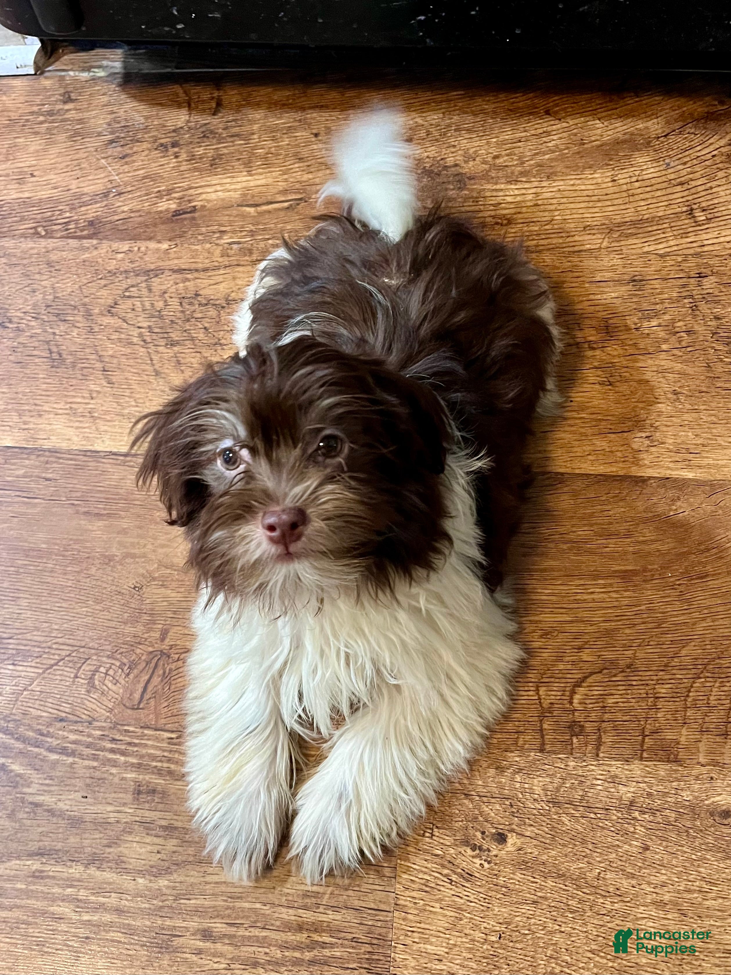 Havanese dogs Theodore new pics - Ad 1