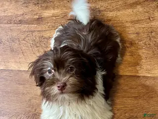 Havanese dogs for sale: Theodore new pics - Ad 1