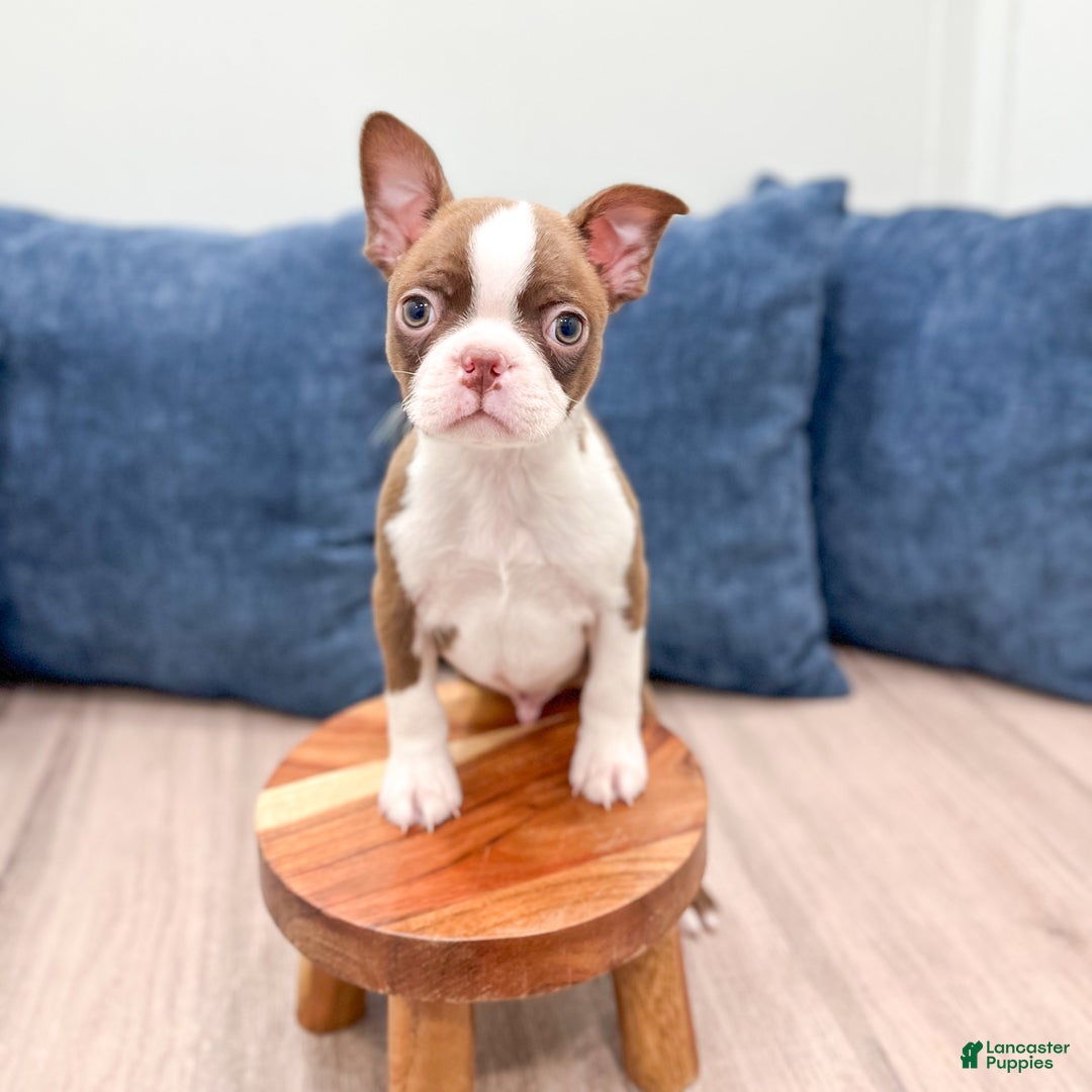Boston Terrier dogs for sale: Banjo - Ad 3
