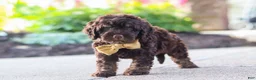 Cockapoo dogs for sale: Trevor - Ad 7