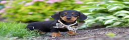 Miniature Dachshund dogs for sale: Anson - Ad 7