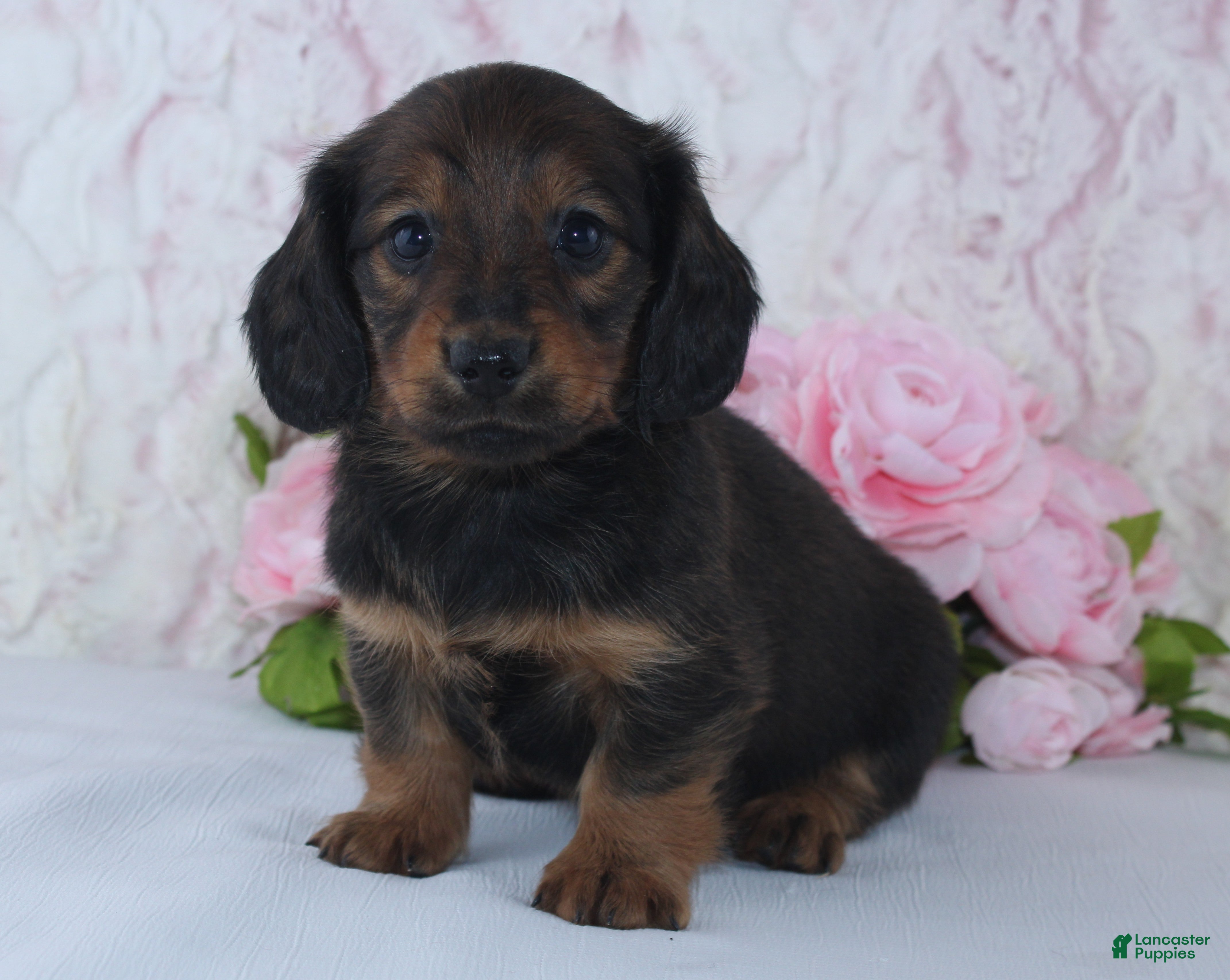 Miniature Dachshund dogs for sale: Sadie - Ad 2
